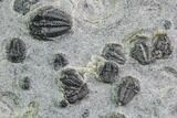 Bolaspidella & Elrathia Trilobite Cluster - Utah #105517-2